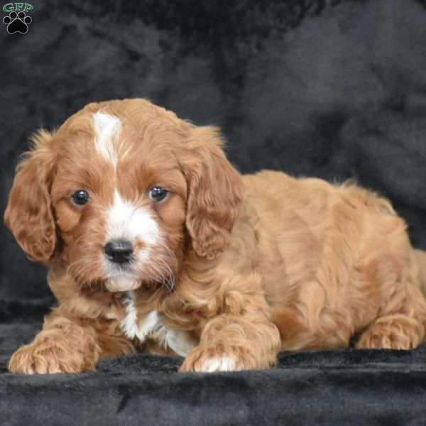 Clifford, Cavapoo Puppy